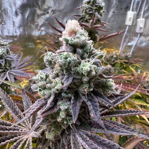 Baby Yoda growlog timeline photo