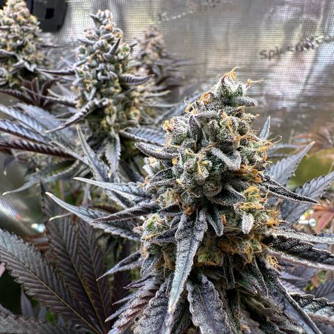 Purple Haze growlog timeline photo