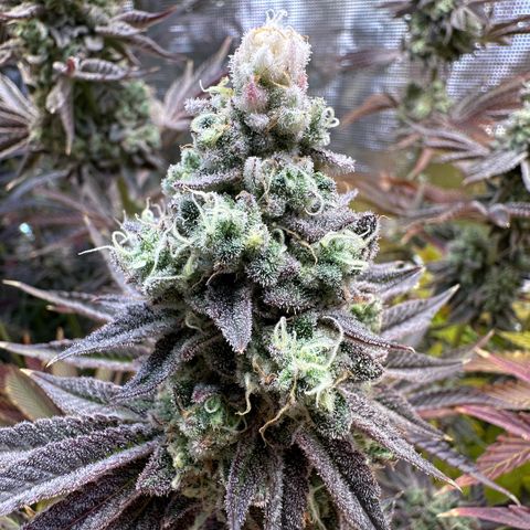Baby Yoda growlog timeline photo