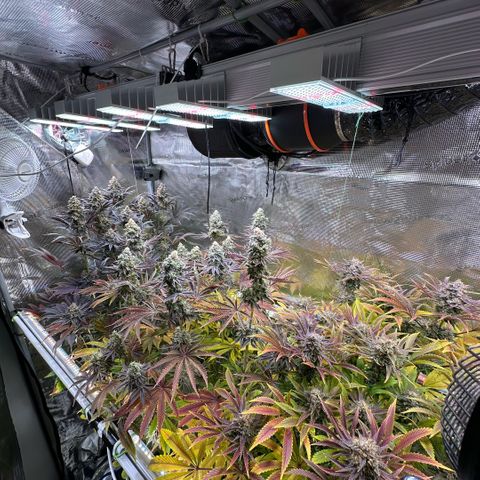 Purple Haze growlog timeline photo