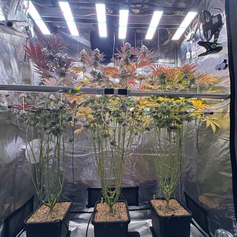 Purple Haze growlog timeline photo