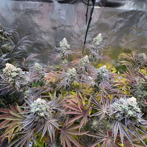 Baby Yoda growlog timeline photo