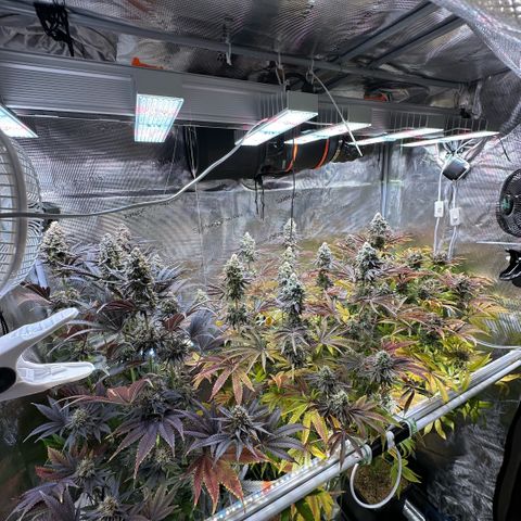 Purple Haze growlog timeline photo