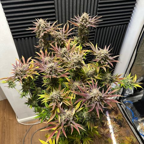 Purple Zkittlez  growlog timeline photo