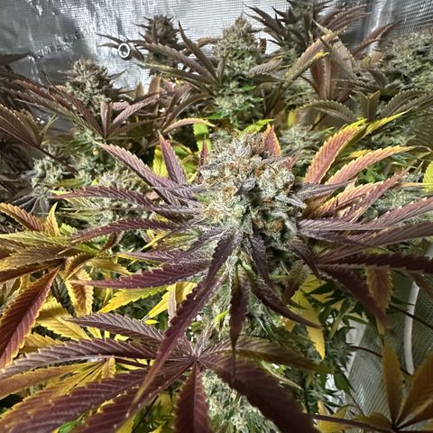 Purple Zkittlez  growlog timeline photo