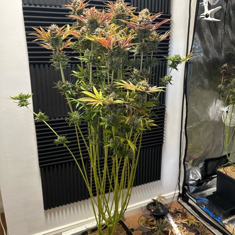 Purple Zkittlez  growlog timeline photo