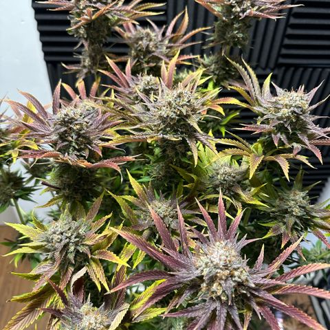 Purple Zkittlez  growlog timeline photo