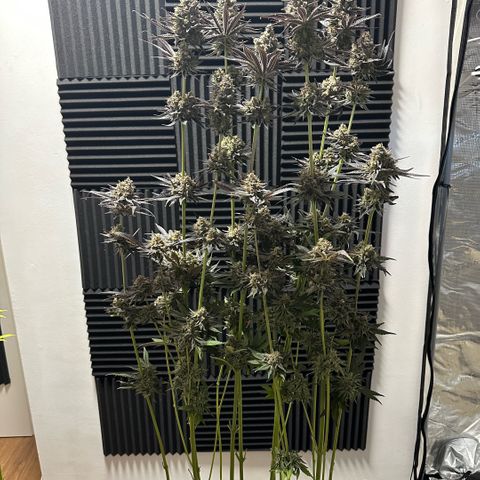 Purple Haze growlog timeline photo