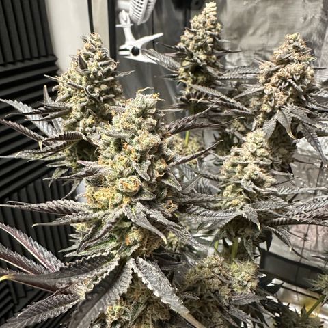 Purple Haze growlog timeline photo
