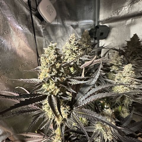 Purple Haze growlog timeline photo