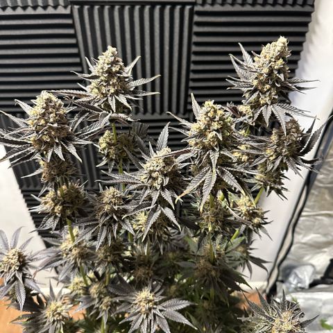 Purple Haze growlog timeline photo