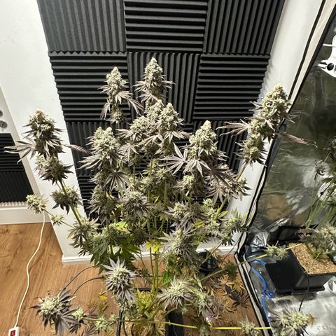 Baby Yoda growlog timeline photo