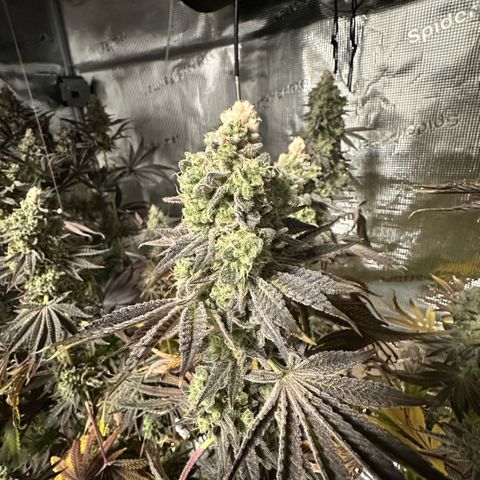 Baby Yoda growlog timeline photo
