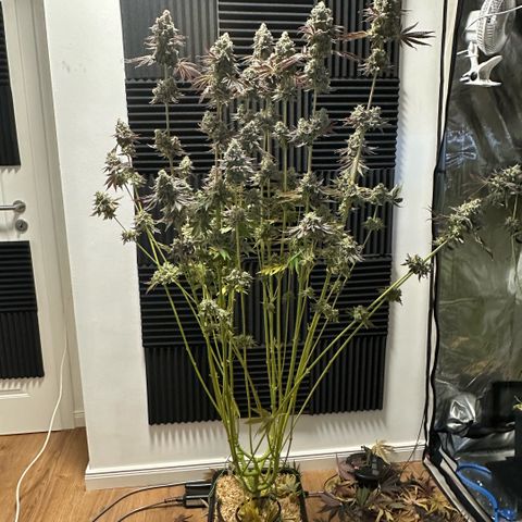 Baby Yoda growlog timeline photo