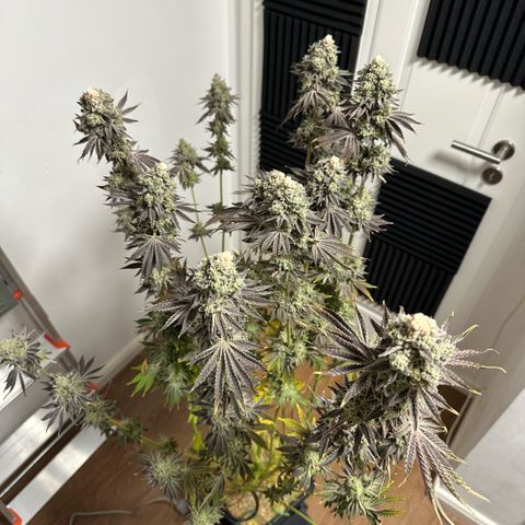 Baby Yoda growlog timeline photo