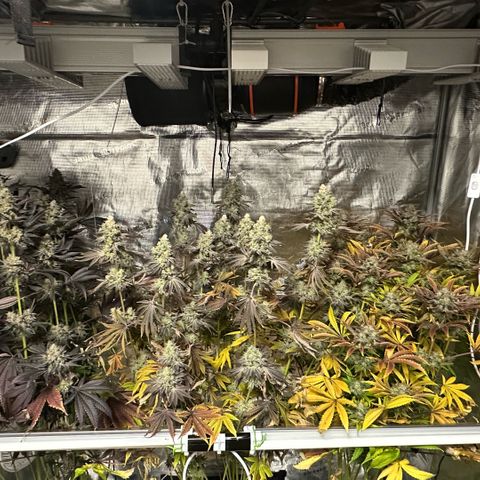 Purple Haze growlog timeline photo