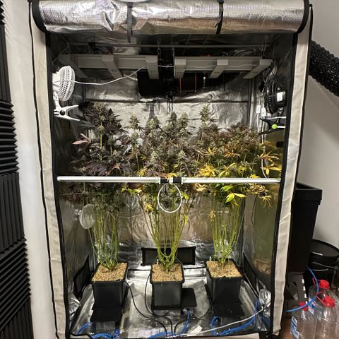 Purple Haze growlog timeline photo