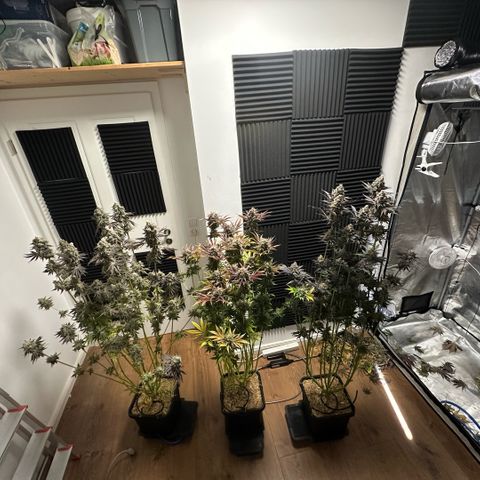 Purple Haze growlog timeline photo