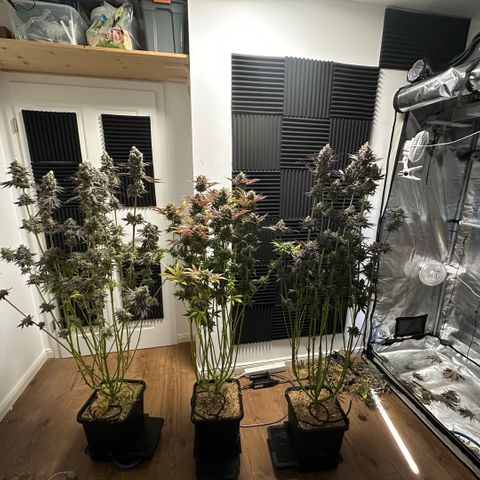Purple Haze growlog timeline photo