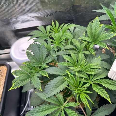 Slush Mint Cake growlog timeline photo