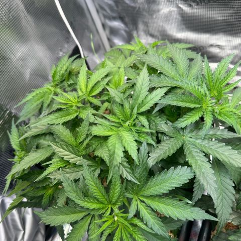 Blueberry Muffin growlog timeline photo