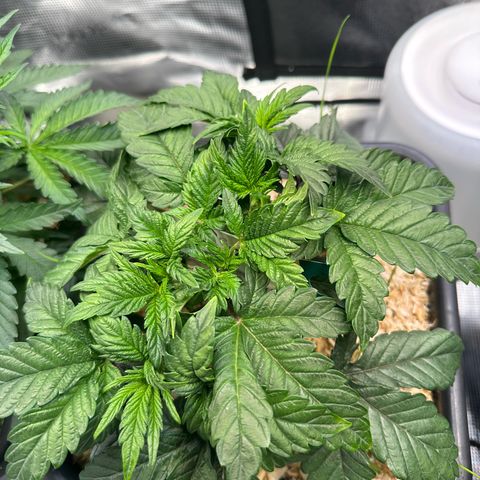Oreoz #1 growlog timeline photo