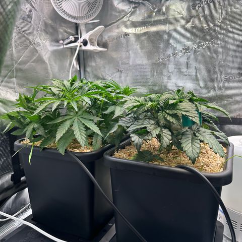 Oreoz #1 growlog timeline photo