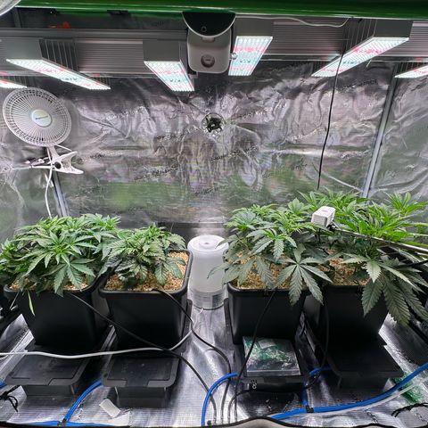 Slush Mint Cake growlog timeline photo