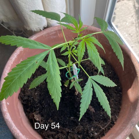 Big Bertha growlog timeline photo