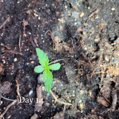 Big Bertha growlog timeline photo