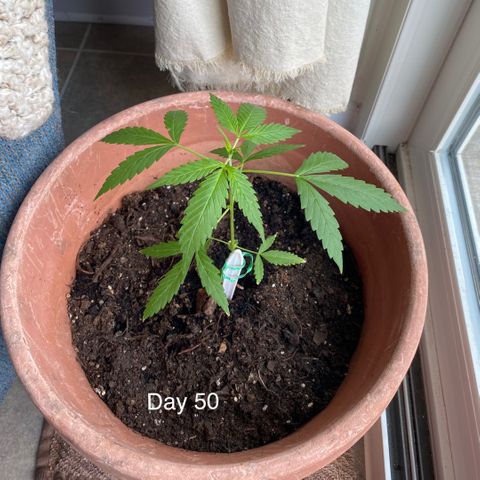 Big Bertha growlog timeline photo