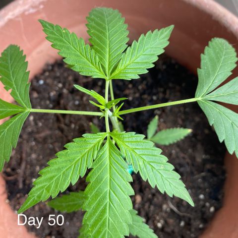 Big Bertha growlog timeline photo