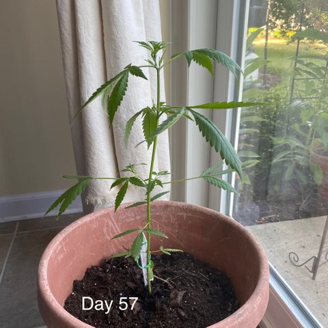 Big Bertha growlog timeline photo