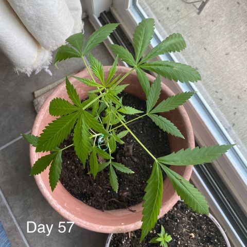 Big Bertha growlog timeline photo