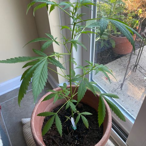 Big Bertha growlog photo: 9 weeks 3 days
First 7-point leaves