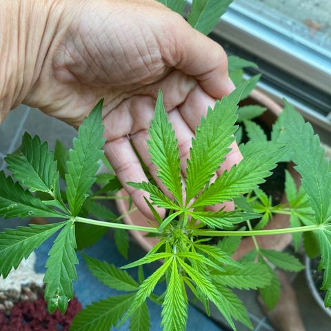 Big Bertha growlog photo: 9 weeks 3 days
First 7-point leaves
