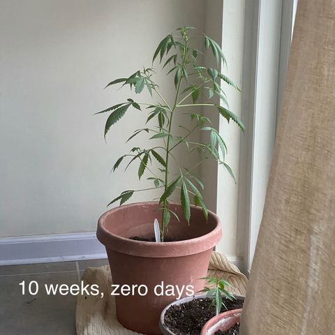 Big Bertha growlog timeline photo