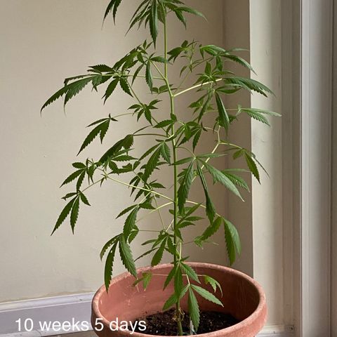 Big Bertha growlog photo: Big week of growth!