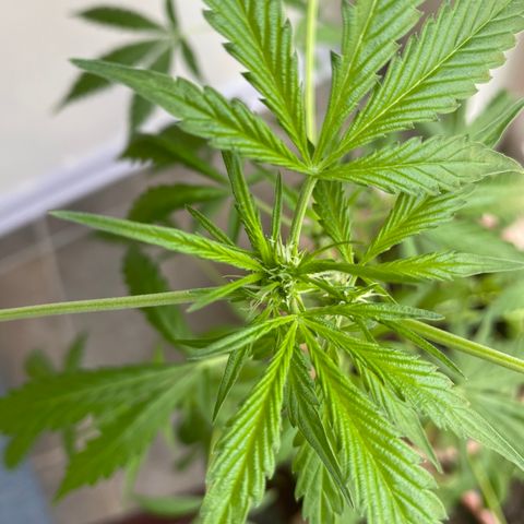 Big Bertha growlog timeline photo