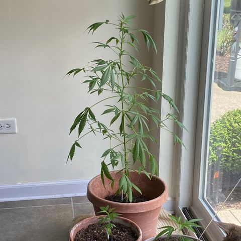 Big Bertha growlog timeline photo
