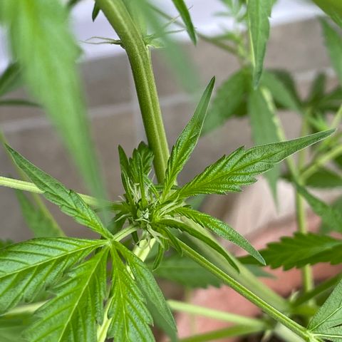 Big Bertha growlog timeline photo