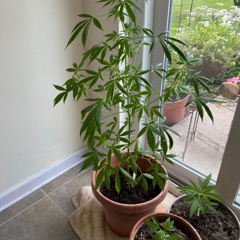 Big Bertha growlog photo: Filling out even more