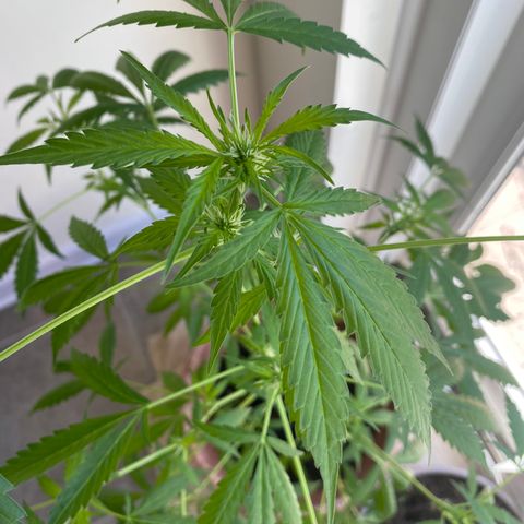 Big Bertha growlog photo: Developing buds