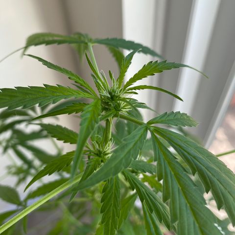 Big Bertha growlog photo: Developing buds