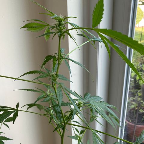 Big Bertha growlog photo: Flowers are growing