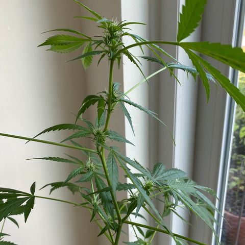Big Bertha growlog photo: Flowers are growing