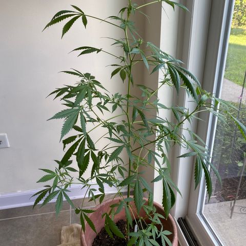Big Bertha growlog photo: Flowers are growing