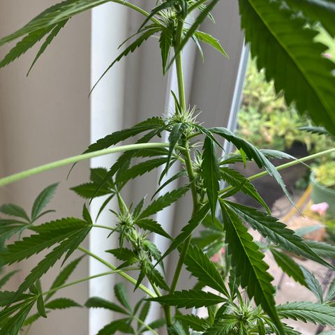 Big Bertha growlog photo: Developing buds