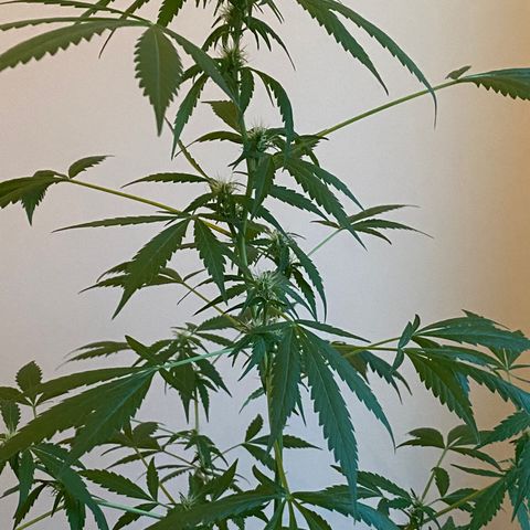 Big Bertha growlog timeline photo