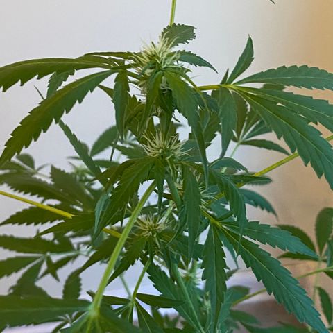 Big Bertha growlog timeline photo